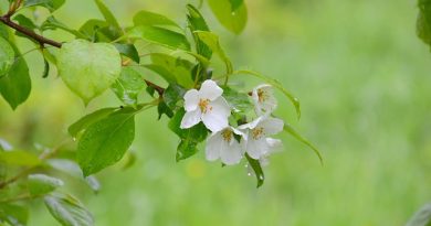 Plantningsteknikker for æbletræer